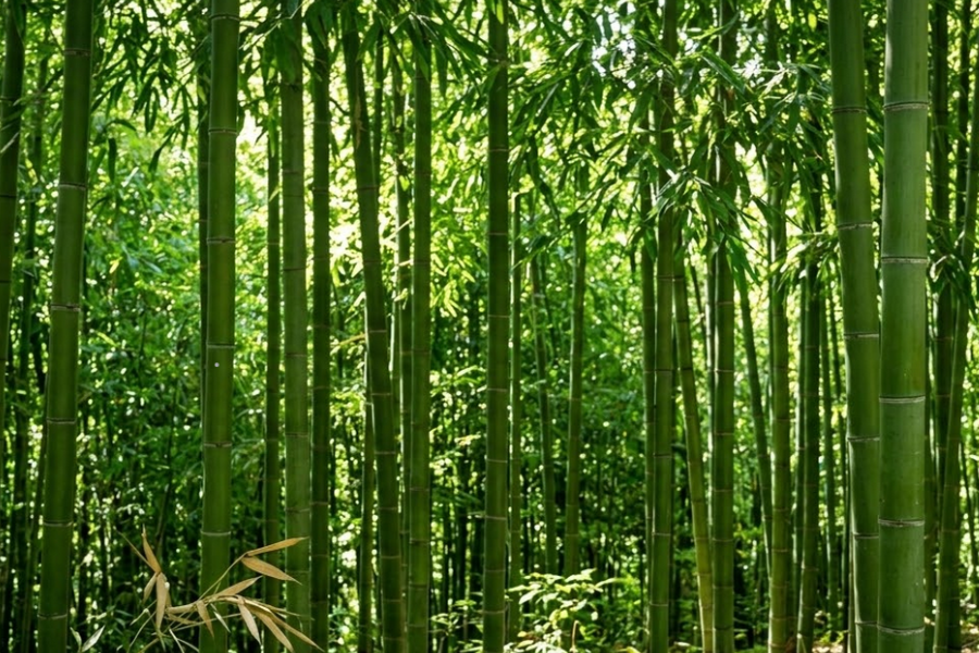 Banyak kegunaan pokok buluh. 