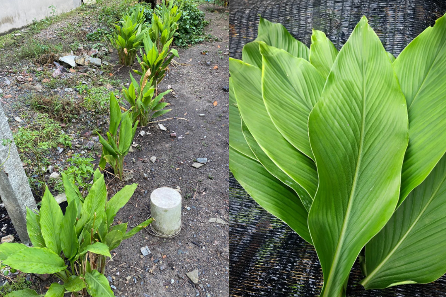 Ada juga mengambil peluang untuk mempromosikan hasil tanaman daun kunyit. Gambar : Threads