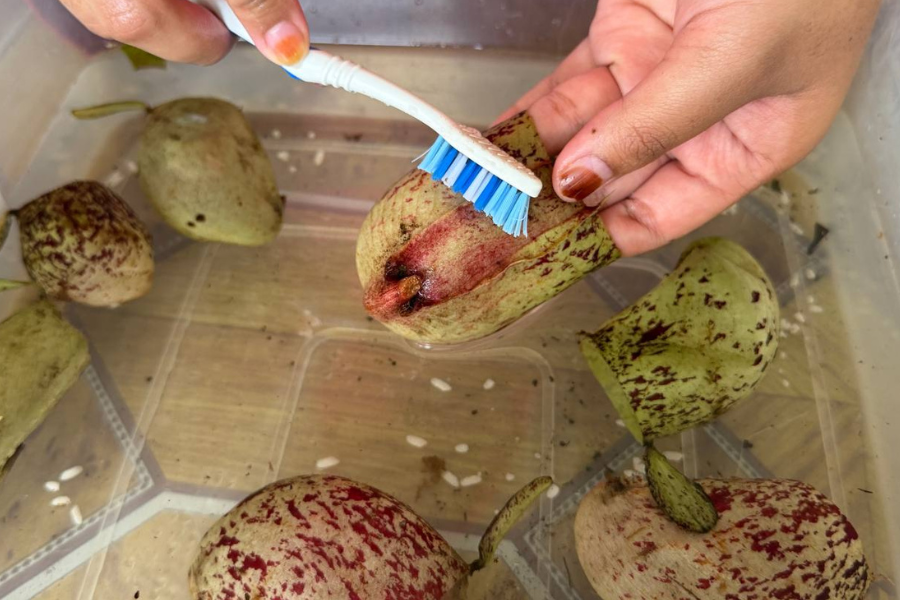 Proses menggosok kelongsing periuk kera perlu teliti.