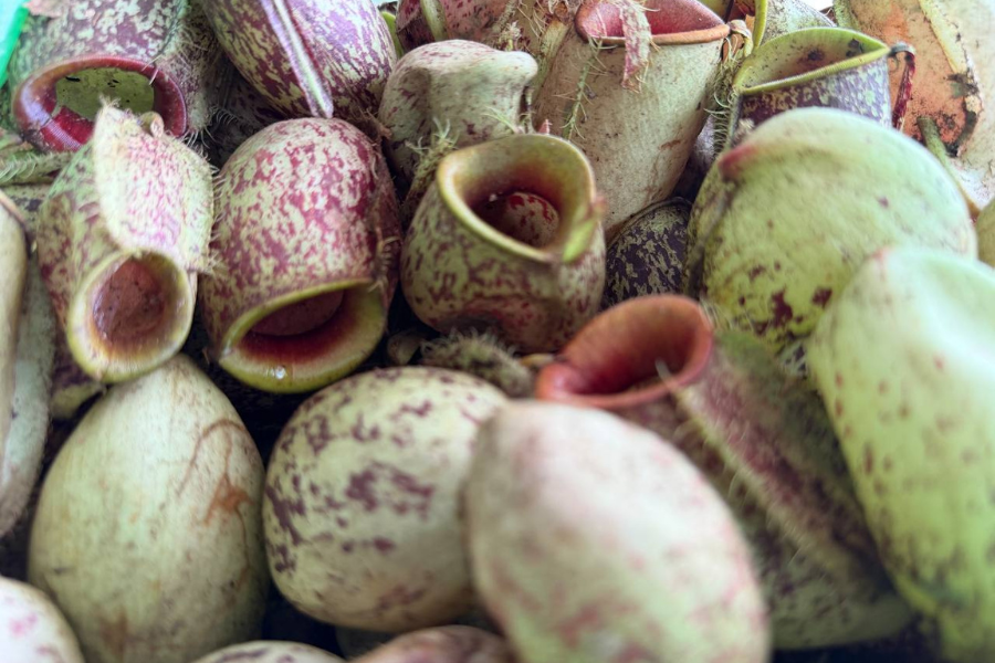 Kelongsong periuk kera diambil dari Melaka.