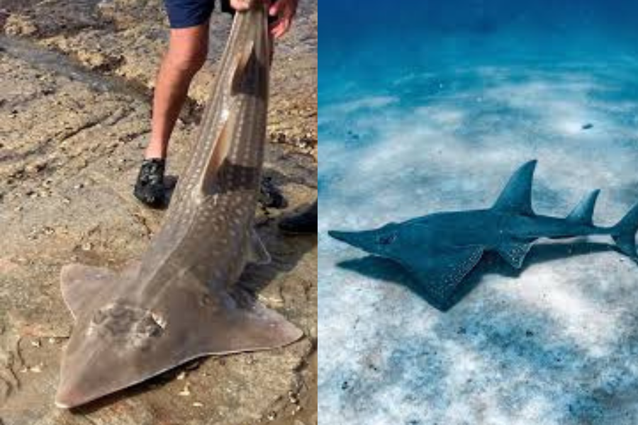 Ikan yu kemejan dan pari kemejan sebagai sukar ditemui.