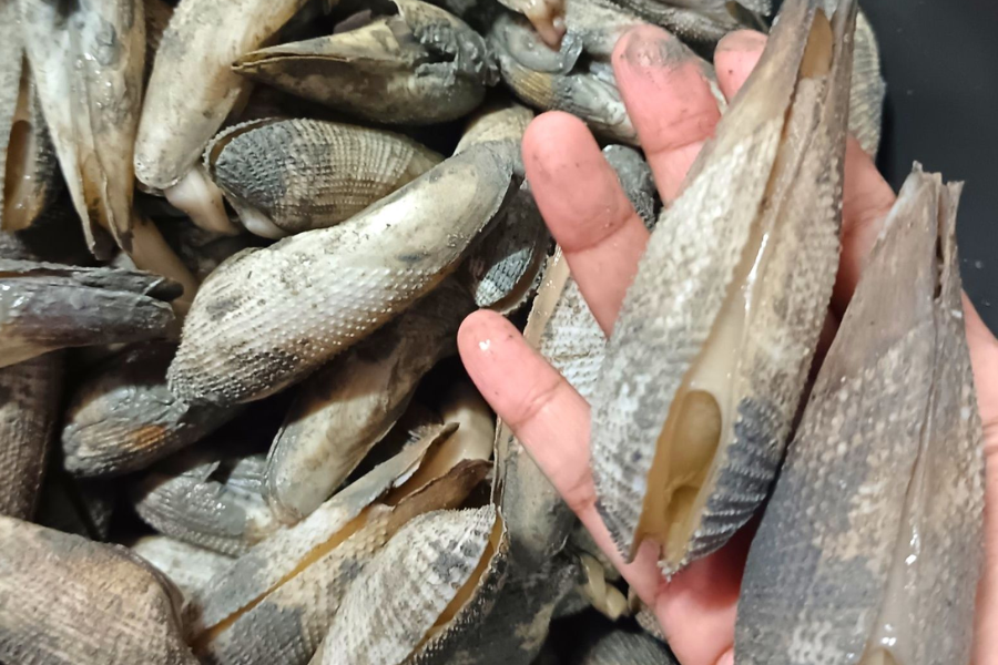 Kelebihan mentarang adalah kandungan protein yang tinggi.