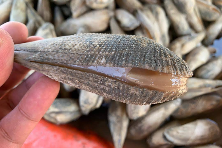 Zink dan selenium adalah antara mineral penting yang terdapat dalam mentarang.