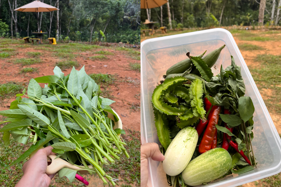 Wanita ini berkongsi pengalaman tanaman sayuran milikinya.