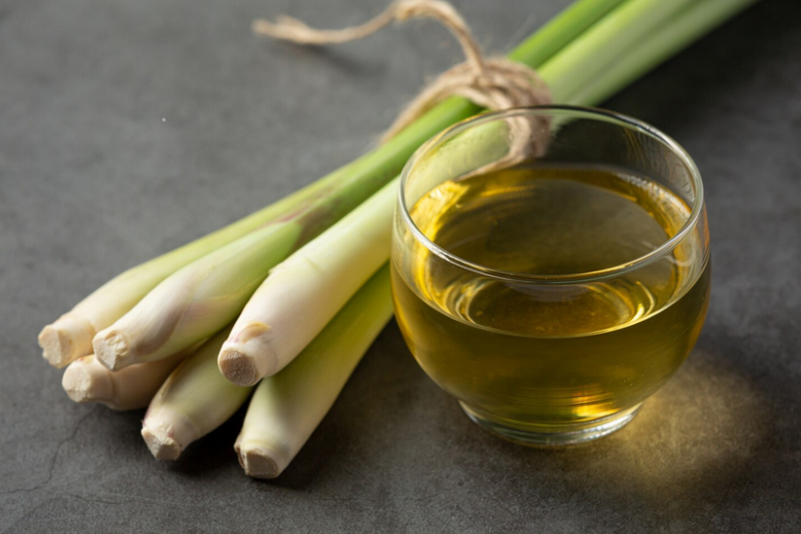 Serai antara tanaman mudah dijaga.