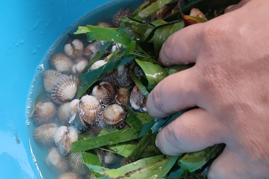 Daun pelepah pisang yang diramas bersama kerang membantu menyingkirkan kotoran.