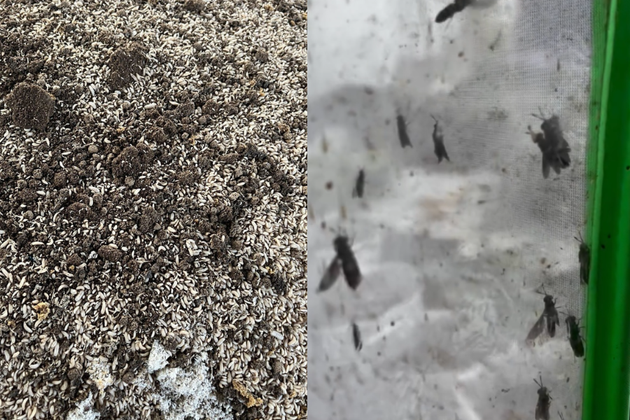 Ulat kecil ini menjadi baja organik berkualiti tinggi.