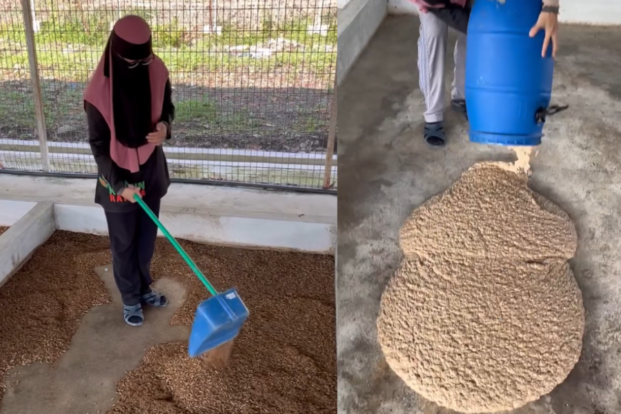 Ulat BSF dibela dalam ruangan dipanggal kolam.