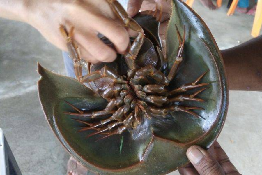 Belangkas harus dibersihkan dengan baik kerana ia mengandungi racun.