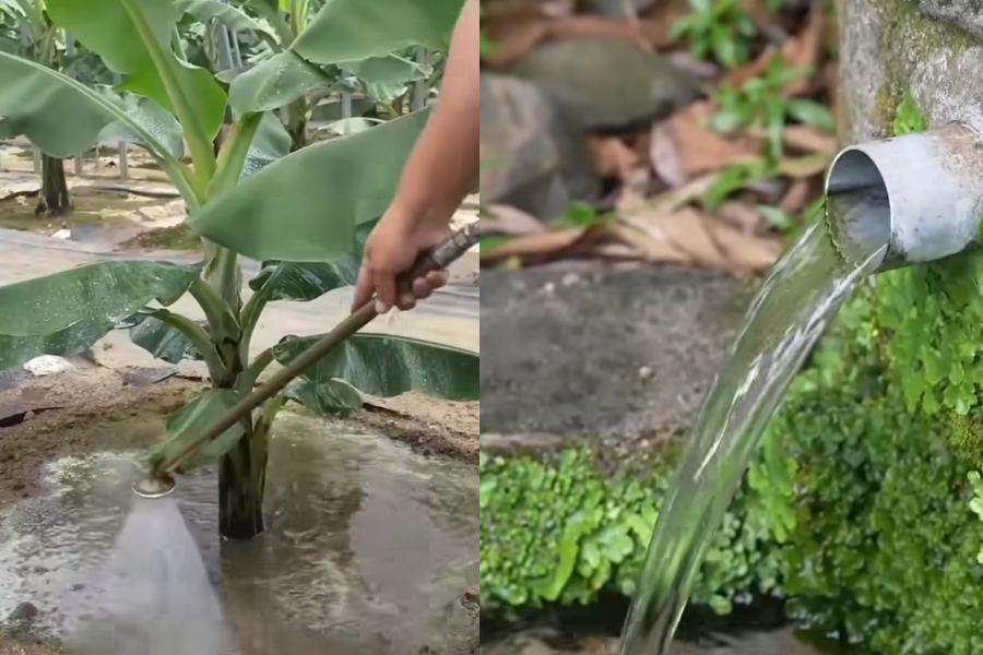 Pengusaha menggunakan air daripada pergunungan Hakusan untuk menyiram pokok.
