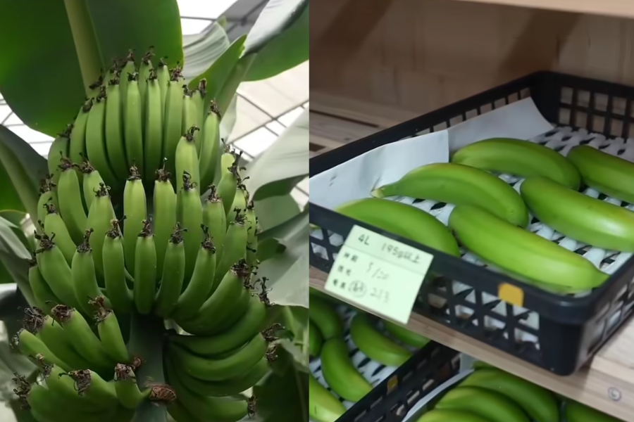 Penjagaan pokok ini benar dilakukan dengan teliti dan cermat.