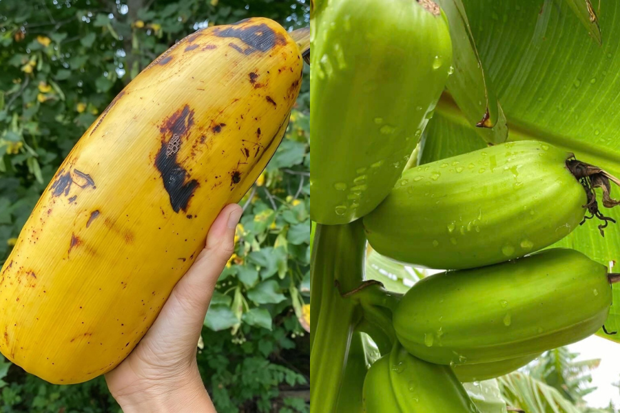 Pisang Hua Moa memiliki saiz sehingga mencecah 25 sentimeter.