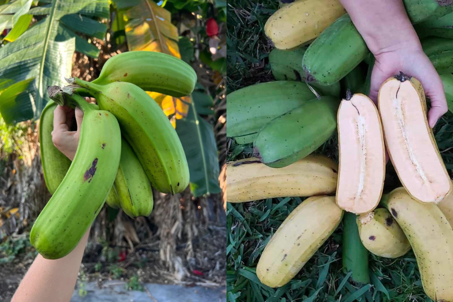 Rasa pisang Hua Moa dikatakan lembut dan manis serta kaya dengan vitamin C.