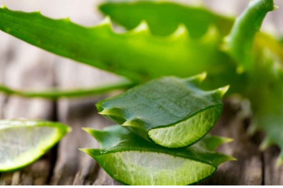 Lendir lidah buaya bersifat anti-radang yang baik.