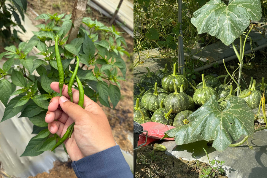 Setiap sayur dijual segar dari kebun.