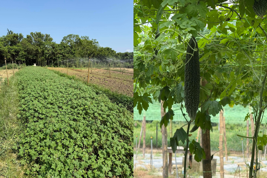 Antara tanaman lain ialah daun maman dan peria.