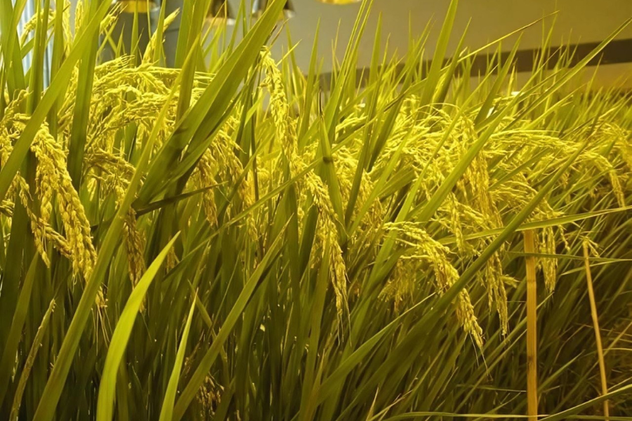 Hasil padi dituai akan dimasak di dalam bangunan untuk dimakan beramai-ramai.