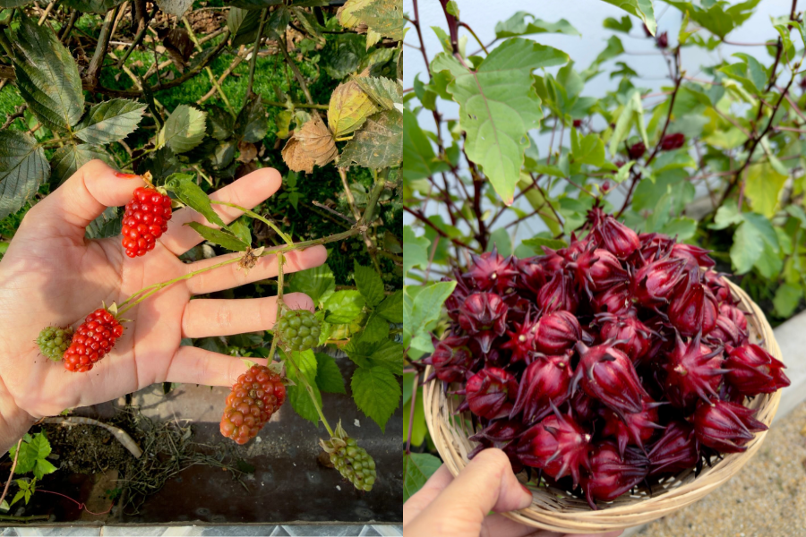 Buah beri hitam dan rosel turut ditanam dan tumbuh dengan sihat.