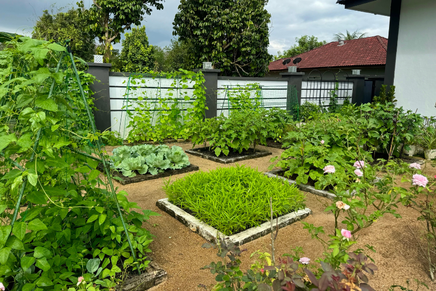 Suasana kebun sayur-sayuran yang terletak di samping rumah.