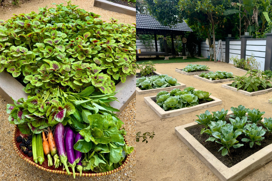 Sayur-sayuran di tanam di dalam petak sebagai batas tanaman.
