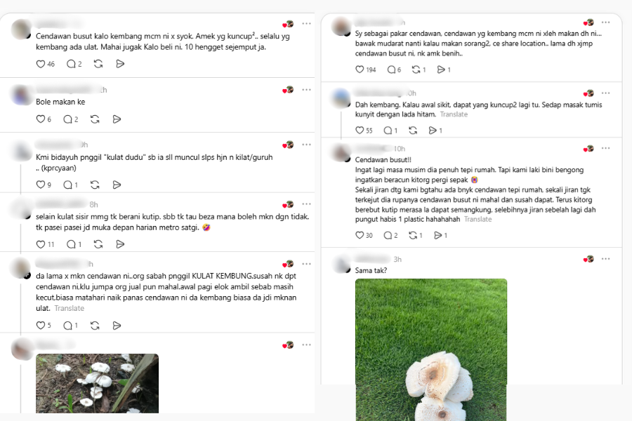Rata-rata netizen memberi pencerahan berkenaan rasa pisang berkenaan.