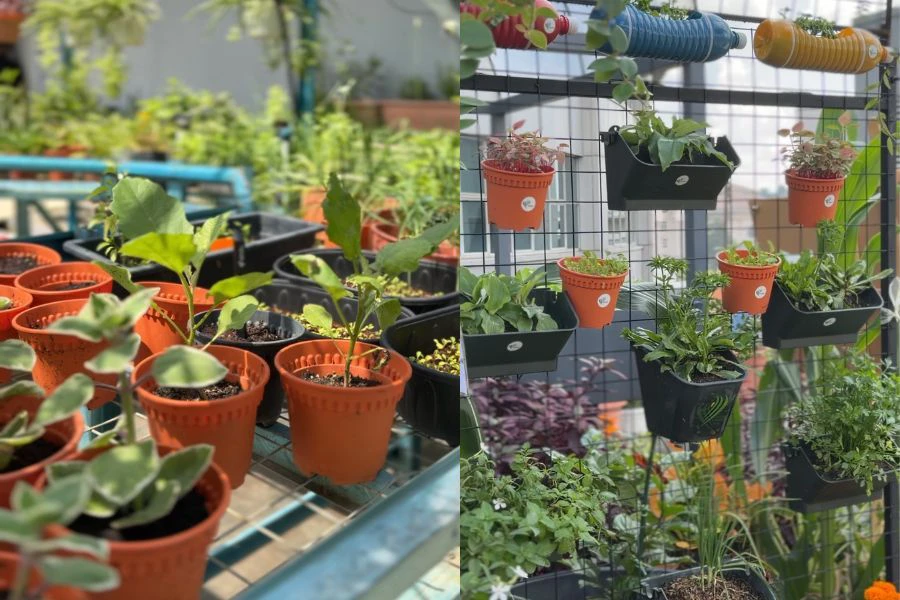 Antara tanaman yang dipamerkan di Gardentopia.