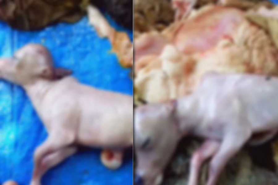 Anak lembu itu ditemui di dalam perut seekor lembu ketika proses melapah daging.
