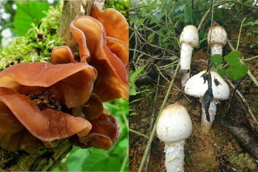 Cendawan liar merupakan sumber makanan boleh dimanfaat untuk kelangsungan hidup di hutan.