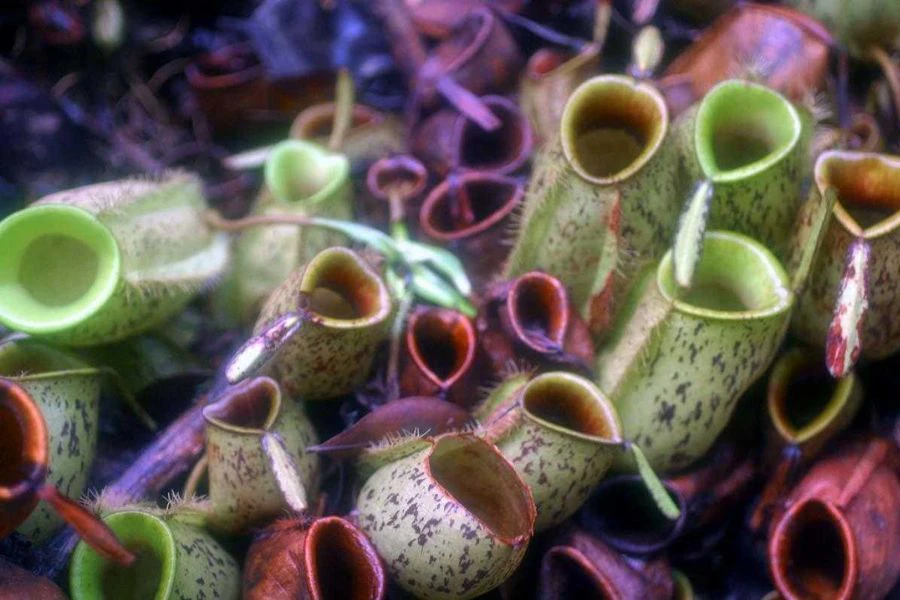 Air di dalam tumbuhan periuk kera (Nepenthes) merupakan cecair semula jadi yang dirembeskan oleh tumbuhan itu untuk memerangkap serangga.
