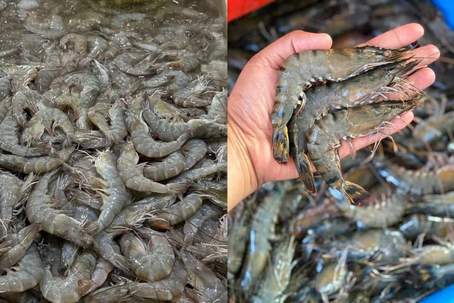 Antara spesies udang dari Thailand yang disekat termasuk udang harimau coklat dan udang putih.