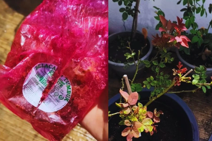 Kandungan nutrien dalam belacan bantu suburkan pokok bunga.