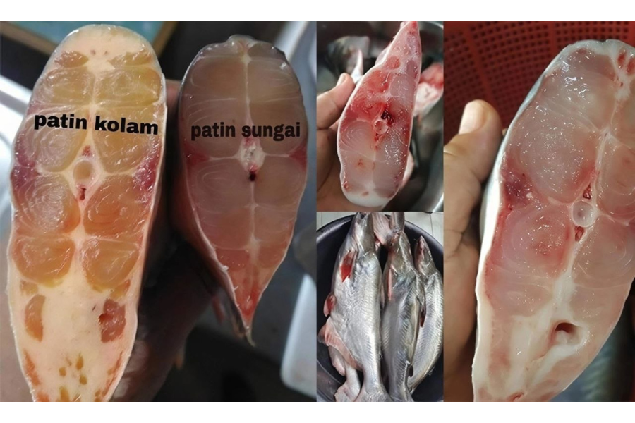 Perbandingan antara isi ikan patin ternak (sangkar) dan patin liar (sungai). Foto UMPAN