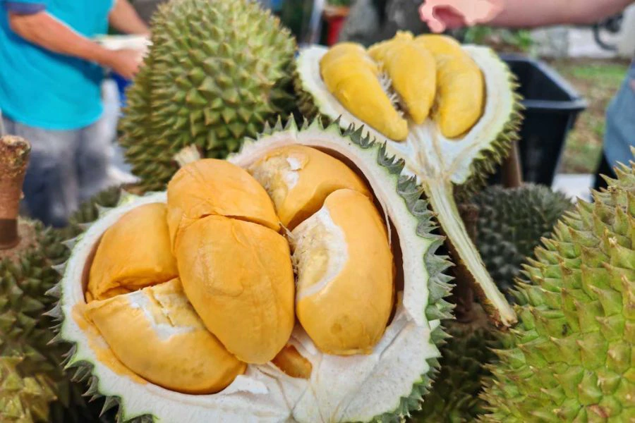 Durian jenis premium seperti Black Thorn kini turun sehingga serendah RM13 sekilogram.