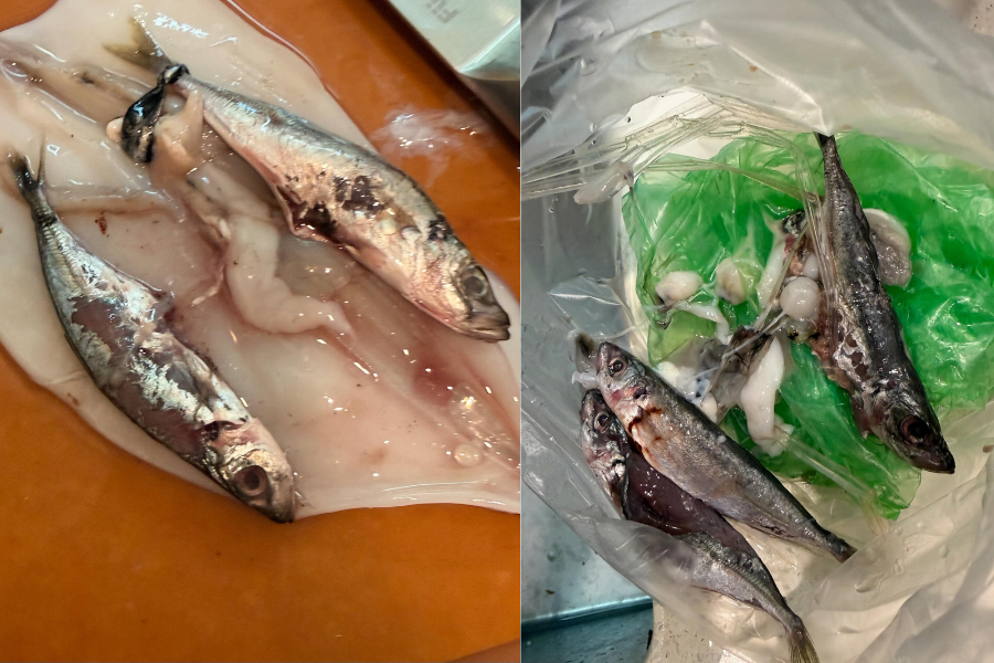Sotong diklarifikasikan sebagai haiwan pemangsa yang memakan hidupan laut lain.