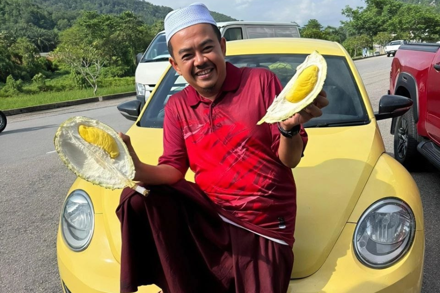 Setiap minggu ikgu Saiful mengambil tempahan durian Musang King dari Gua Musang untuk dijual di Kuala Lumpur pada harga berpatutan.
