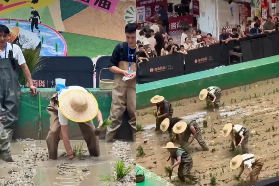 Kawasan sawah mini itu turut menjadi tumpuan pengunjung yang tidak melepaskan peluang merakam gambar dan video untuk dikongsi di media sosial.