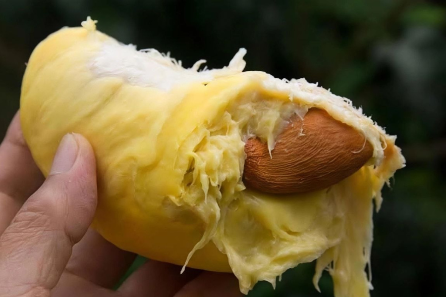 Biji durian kaya karbohidrat, protein, serat, kalsium, dan mineral. Foto Hello Sehat