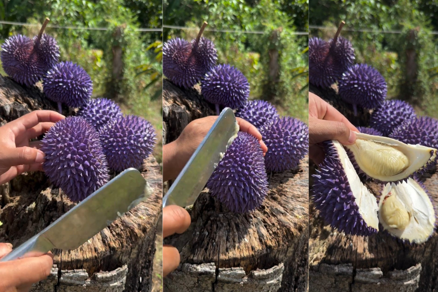 Durian piloki merupakan khazanah unik yang ada di hutan Borneo.