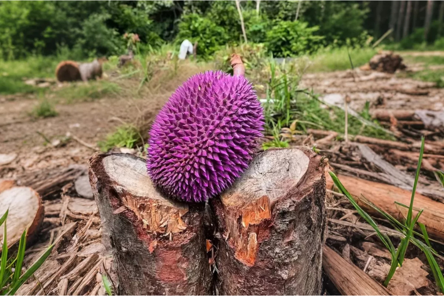 Warna ungu durian Piloki terjadi secara semula jadi disebabkan pigmen antosianin.