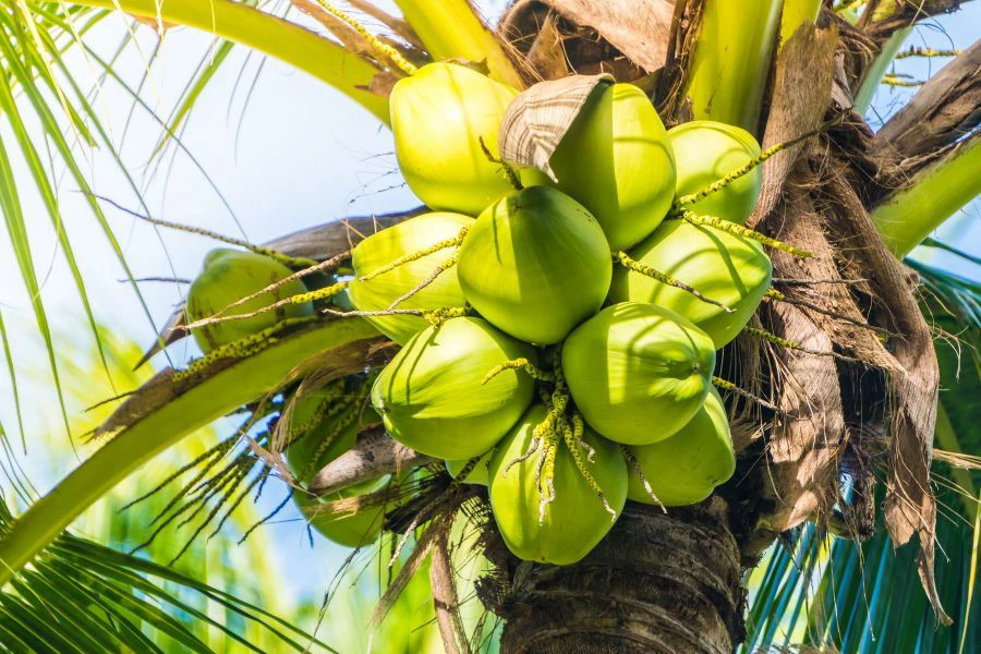 Ramai mencari cara terbaik untuk menyimpan kelapa parut supaya kekal segar dan tahan lebih lama.