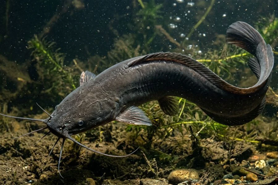 Ikan keli yang berkualiti lazimnya mempunyai badan yang seimbang serta isi yang tebal.