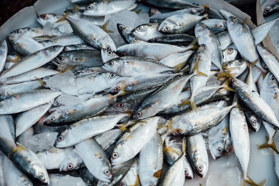 Ikan kembung merupakan antara pilihan penggemar laksa untuk menhgasilkan kuah.