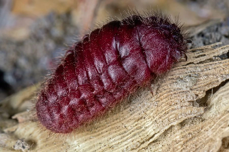 Pewarna carmine diperoleh daripada kumbang cochineal, iaitu sejenis serangga yang hidup pada pokok kaktus.