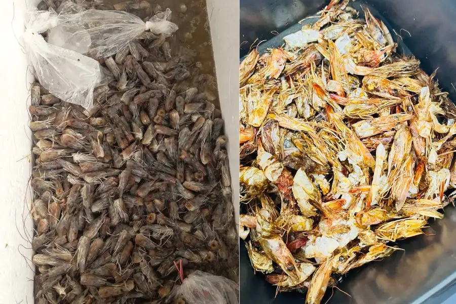 Ramai meluahkan rasa sayang untuk membuang kulit udang kerana ia boleh diolah menjadi bahan masakan.