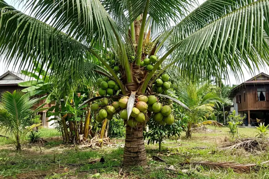 Pokok kelapa tampuk merah juga dijadikan tanaman hiasan kerana tumbuh rendang setinggi 25 sentimeter hingga 100 sentimeter.