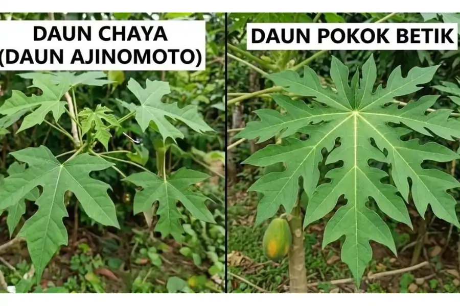 Pucuk ajinomoto memiliki bentuk hampir sama seperti daun pokok betik.