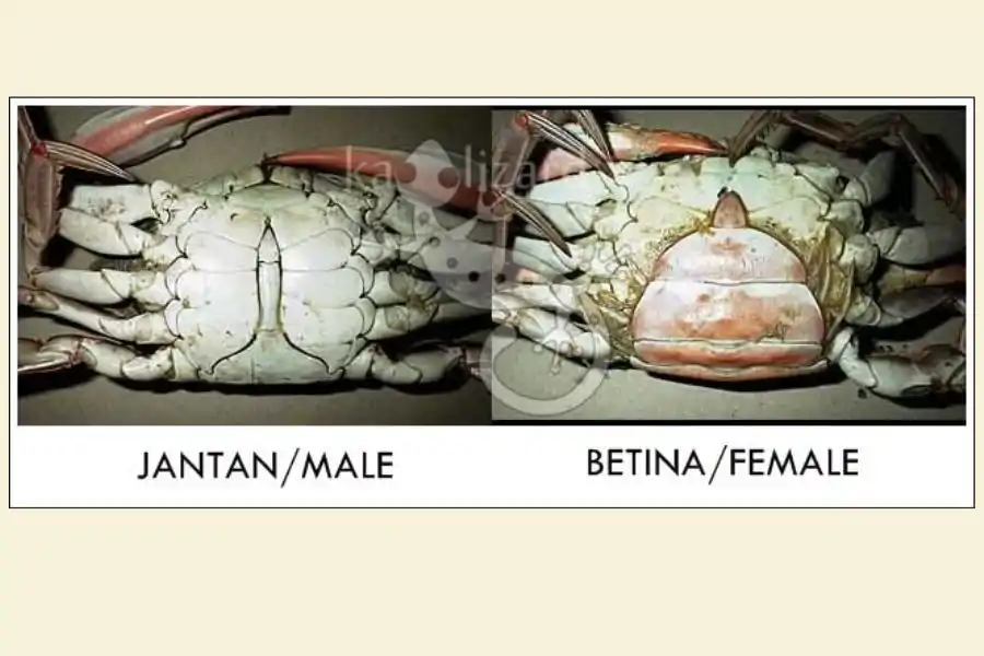 Perbezaan ketam jantan dengan betina.