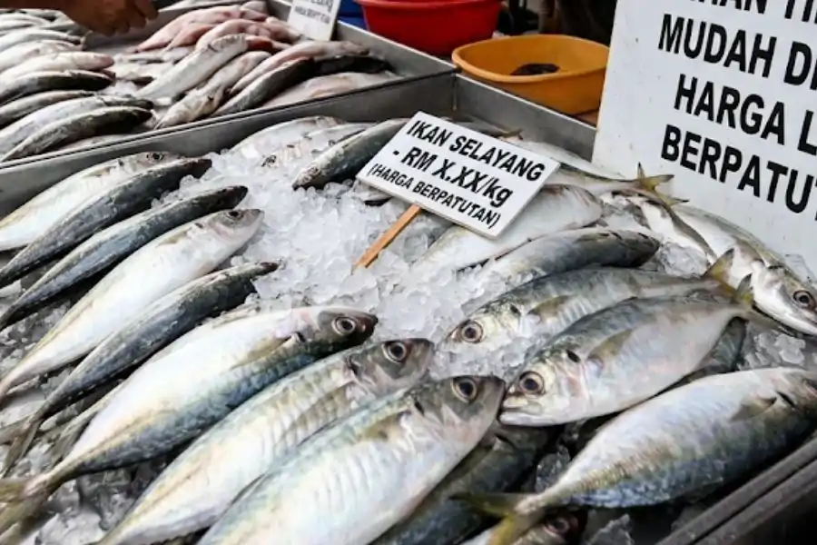 Ikan selayang antara pilihan tinggi DHA dengan harga lebih berpatutan.
