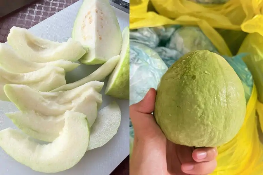 Warna kulit buah jambu menjadi penunjuk sama ada manis atau kelat.