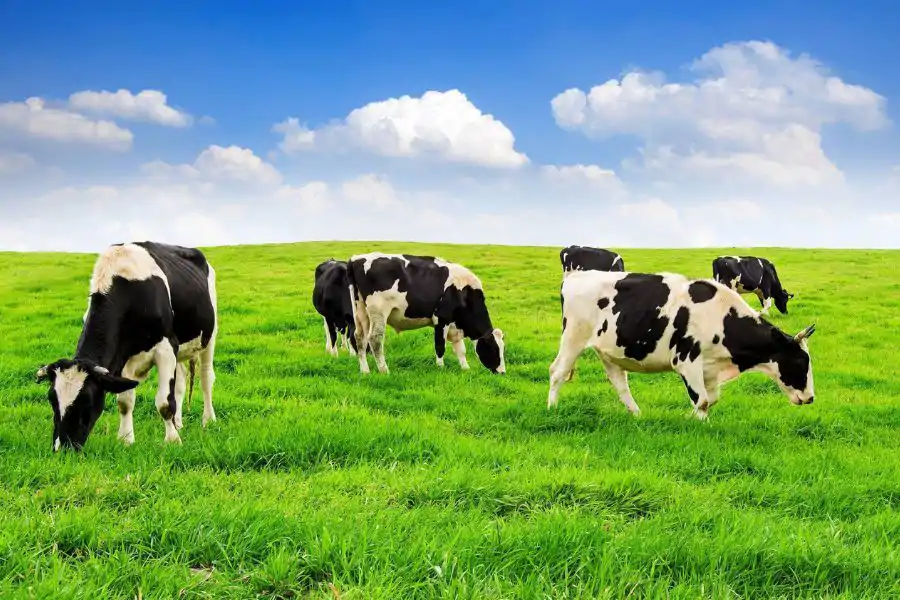 Susu lembu dan minuman berasaskan tumbuhan mempunyai kandungan nutrien yang berbeza.